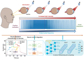 Graphical abstract: Harnessing a silicon carbide nanowire photoelectric synaptic device for novel visual adaptation spiking neural networks