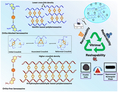 Graphical abstract: Mechanistic insights into ortho-blocked and ortho-free vitrimeric polybenzoxazines incorporating dynamic Schiff linkages for closed-loop recyclability