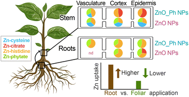 Graphical abstract: Zn3(PO4)2 shell effects on Zn uptake and cellular distribution of root applied ZnO NPs