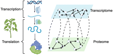 Graphical abstract: Integration of transcriptomics and proteomics data for understanding the mechanisms of positive effects of carbon-based nanomaterials on plant tolerance to salt stress