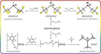 Graphical abstract: On the synthesis and structure of reactive halonium ions