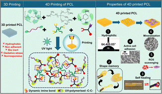 Graphical abstract: Towards cell-adhesive, 4D printable PCL networks through dynamic covalent chemistry