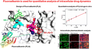 Graphical abstract: Fluoroalbumin, an engineered vehicle for drug analysis