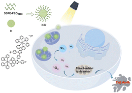 Graphical abstract: Mitochondria-localized dinuclear iridium(iii) complexes for two-photon photodynamic therapy