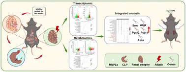 Graphical abstract: Long-term micro/nanoplastic ingestion promotes sepsis by worsening kidney damage: a transcriptomics and metabolomics study
