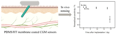 Graphical abstract: Improving the in vivo stability and sensor lifetime with new blend membranes on CGM sensors