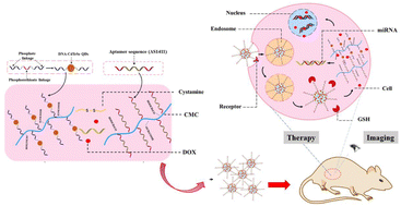 Graphical abstract: Construction of multifunctional carboxymethyl cellulose nanohydrogel carriers based on near-infrared DNA-templated quantum dots for tumor theranostics