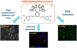 Graphical abstract: Pd(ii)/diphosphine/curcumin complexes as potential anticancer agents