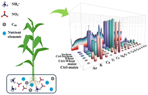 Graphical abstract: Effects of fullerene C60 on the uptake of nitrogen and mineral elements in crops using synchrotron radiation micro-X-ray fluorescence spectrometry (SR-μXRF) and stable isotope labelling