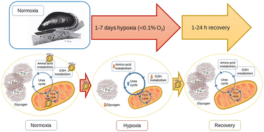 Graphical abstract: Synergistic impacts of nanopollutants (nZnO) and hypoxia on bioenergetics and metabolic homeostasis in a marine bivalve Mytilus edulis