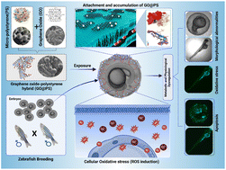 Graphical abstract: Unravelling the in vivo biotoxicity of a green-biofabricated graphene oxide–microplastic hybrid mediated by proximal intrinsic atomic interactions