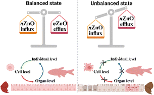 Graphical abstract: Two-sided cellular and physiological effects of zinc oxide nanoparticles (nZnO): a critical review