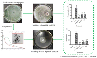 Graphical abstract: Combining Trichoderma sp. and biogenic AgNPs from Trichoderma strains as a synergistic control complex to improve the growth of muskmelon and suppress Fusarium oxysporum f. sp. melonis