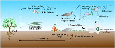 Graphical abstract: Integrated design of multifunctional reinforced bioplastics (MReB) to synergistically enhance strength, degradability, and functionality