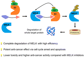 Graphical abstract: Discovery of first-in-class PROTACs targeting maternal embryonic leucine zipper kinase (MELK) for the treatment of Burkitt lymphoma