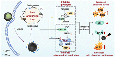 Graphical abstract: Polydopamine-encapsulated zinc peroxide nanoparticles to target the metabolism-redox circuit against tumor adaptability for mild photothermal therapy