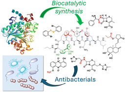 Graphical abstract: Harnessing biocatalysis as a green tool in antibiotic synthesis and discovery