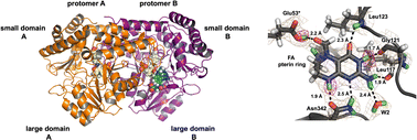 Graphical abstract: Universality of critical active site glutamate as an acid–base catalyst in serine hydroxymethyltransferase function