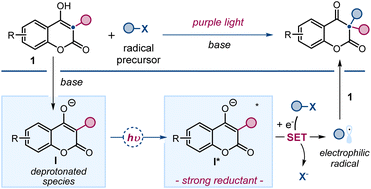 Graphical abstract: Radical pathways for 2,4-chromandione synthesis via photoexcitation of 4-hydroxycoumarins