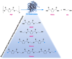 Graphical abstract: Analysis of the product-spectrum during the biocatalytic hydrolysis of PEF (poly(ethylene furanoate)) with various esterases