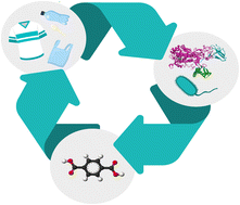 Graphical abstract: Thermochemical and chemo-biological molecular recycling of plastic waste and plastic-biomass waste mixtures: an updated review