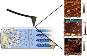 Graphical abstract: Recent advances in characterization of rechargeable battery materials via scanning probe microscopy