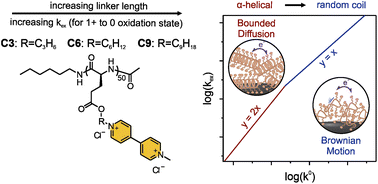 Graphical abstract: Electron transport kinetics for viologen-containing polypeptides with varying side group linker spacing