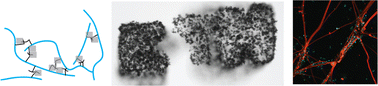 Graphical abstract: Photopatterning of conductive hydrogels which exhibit tissue-like properties