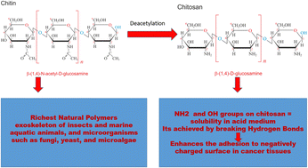 Graphical abstract: Chitosan-functionalized nanobubbles for precision oncology: advances in targeted cancer therapeutics