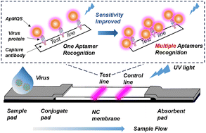 Graphical abstract: Multiple aptamer recognition-based quantum dot lateral flow platform: ultrasensitive point-of-care testing of respiratory infectious diseases