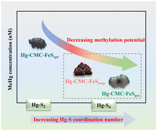 Graphical abstract: Structure-dependent mercury sequestration and microbial methylation mediated by FeS nanoparticles in contaminated groundwater
