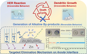 Graphical abstract: A bioimmune mechanism-inspired targeted elimination mechanism on the anode interface for zinc–iodine batteries