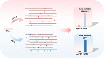 Graphical abstract: Deaminase-driven random mutation enables efficient DNA mutagenesis for protein evolution