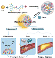 Graphical abstract: Multifunctional cerium-based nanozymes as moonlighting protein mimics for atherosclerosis diagnosis and therapy