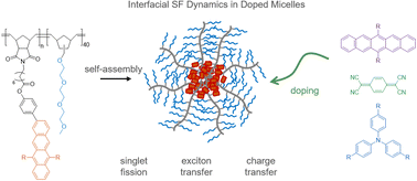 Graphical abstract: Exciton and charge transfer processes within singlet fission micelles