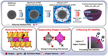 Graphical abstract: Polymer-assisted yttrium surface-enrichment doping of O3-type NaNi1/3Fe1/3Mn1/3O2 cathodes to enhance high voltage and air stability in sodium-ion batteries